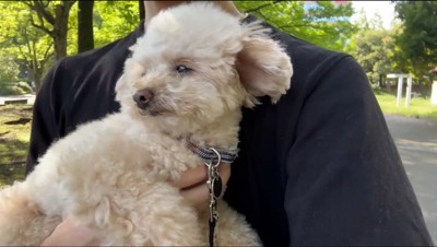 飼い主に抱っこされる犬