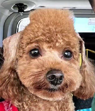 これは…角刈りかな?