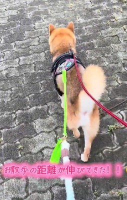 お散歩の練習を開始