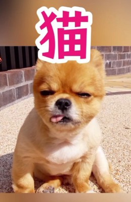 どちらでもいいのかも!