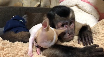 猿の腕に頭を乗せる子犬