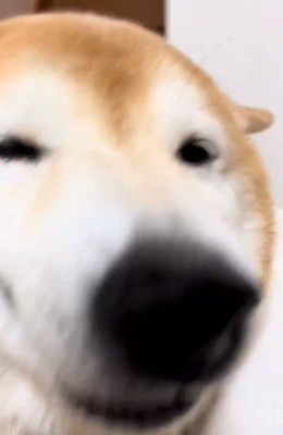 目を細める福ちゃん