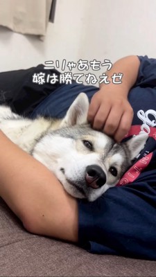 頭を撫でられるハスキー