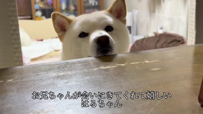 お兄ちゃんが久しぶりに帰省