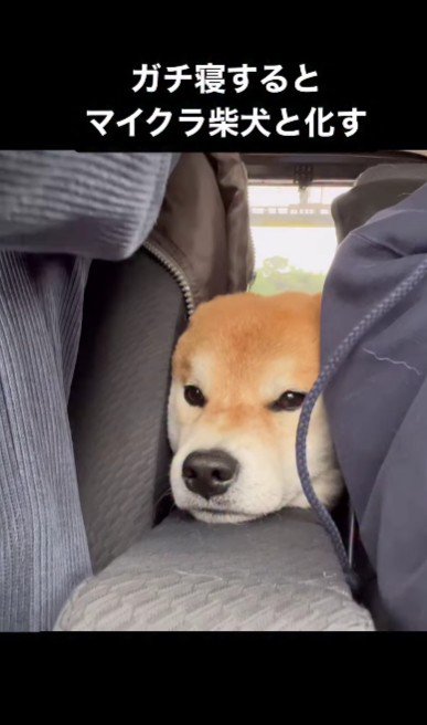 ドライブをするのが大好き