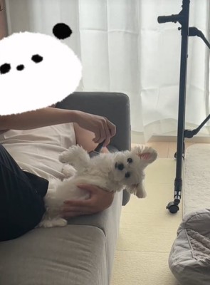 寝てブラッシングされる犬1