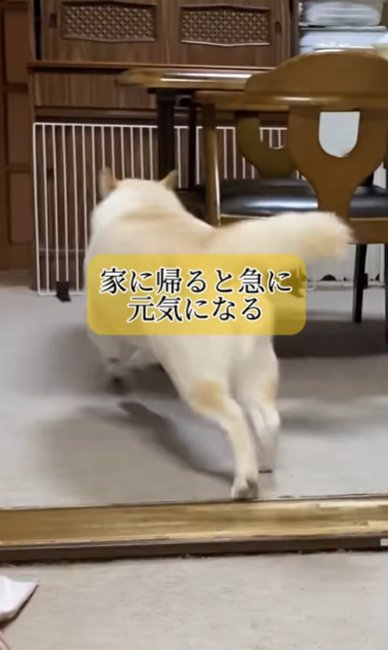 家の中を走り回る柴犬