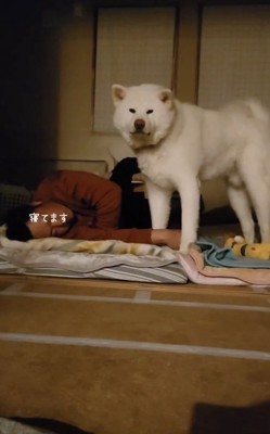 お父さんは寝ている