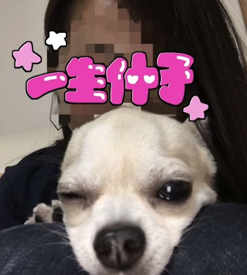人の膝に顔を乗せる犬