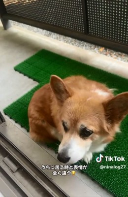 寂しそうなくぅちゃん1