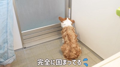 固まる犬