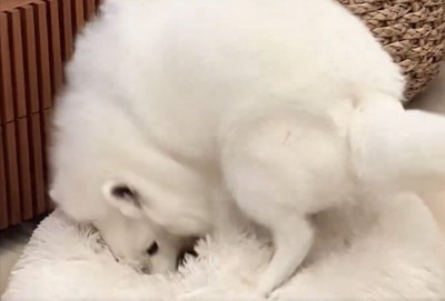 ベッド