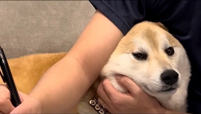 男性の腕と体の間に潜り込む犬