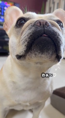 飼い主を見上げながら鳴き声をあげる犬