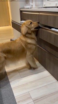 口を使って引き出しを開ける犬
