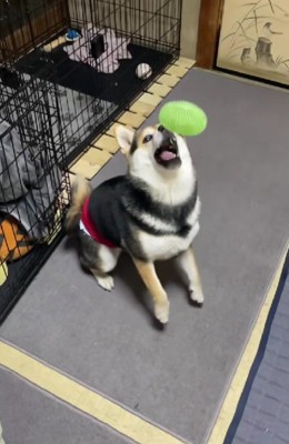 フライキャッチが得意