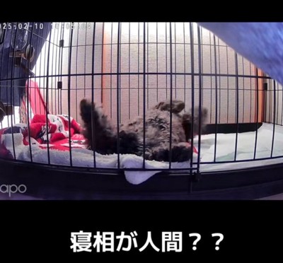 人間みたいな寝姿