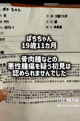 ぽちこちゃんの診断結果