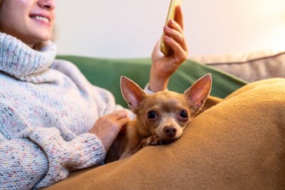 飼い主にくっつく犬