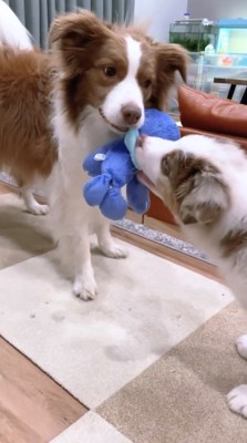 ぬいぐるみを引っ張り合う2匹の犬