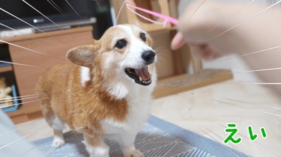 犬の頭に猫じゃらしを乗せる女の子
