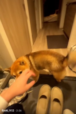 尻尾を振るイブキくん