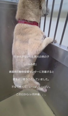 野犬として生まれたみみくん