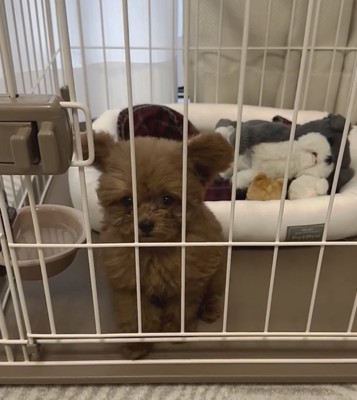 おすわりをする犬