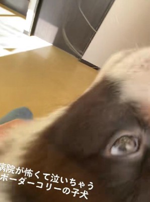 可愛い鳴き声が響き続けていた…