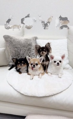 4匹のチワワたち