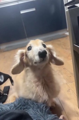 飼い主さんを見つめるれっくすくん