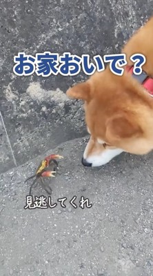 カニに興味津々のスティーブさん3