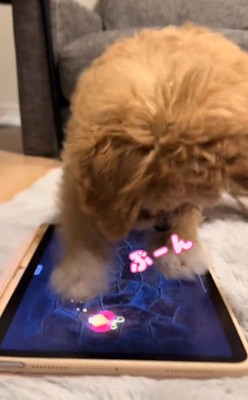 タブレットをタッチするちくわちゃん