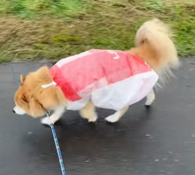 意気揚々と散歩を満喫