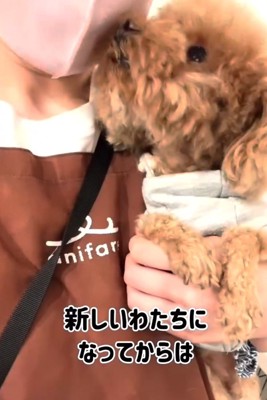 抱っこされるトイプードル