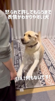 女性の前で立ち上がる犬