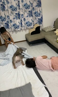 毛布の引っ張り合いに参戦するルッチくん5