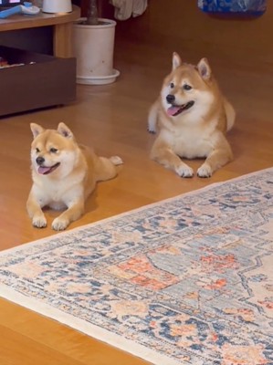 横を見る2匹の犬