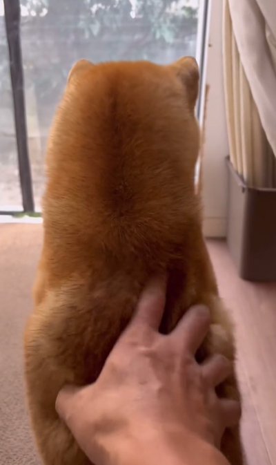 マッサージされている犬