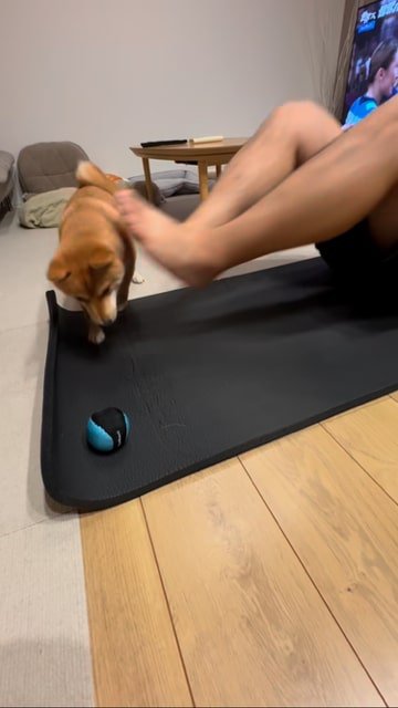 筋トレ中の飼い主の足元にあるボールを取ろうとする犬