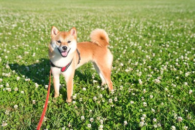 散歩、柴犬