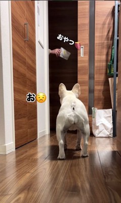 散歩に連れて行きたいお父さんVSマルちゃん5