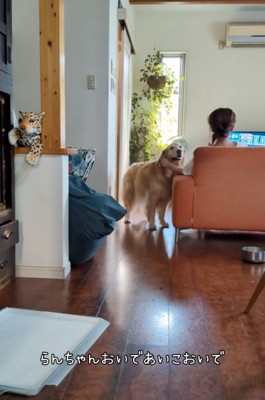 こちらをチラ見する大型犬