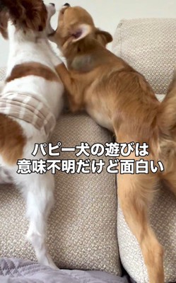 おもちゃの取り合いで活躍!?