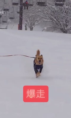 ゲレンデを爆走するリコくん7