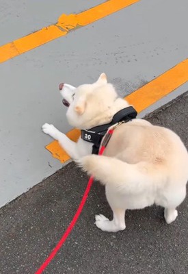 尻尾を振って大喜び！
