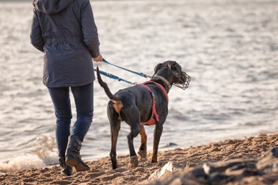 マズルガードを着けて穏やかに散歩する犬