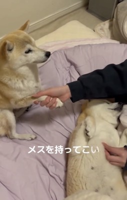 前脚を軽く持たれる犬