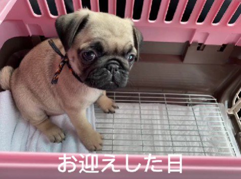 可愛らしいパピー期