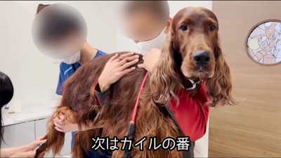 足に注射を打たれるセッター犬